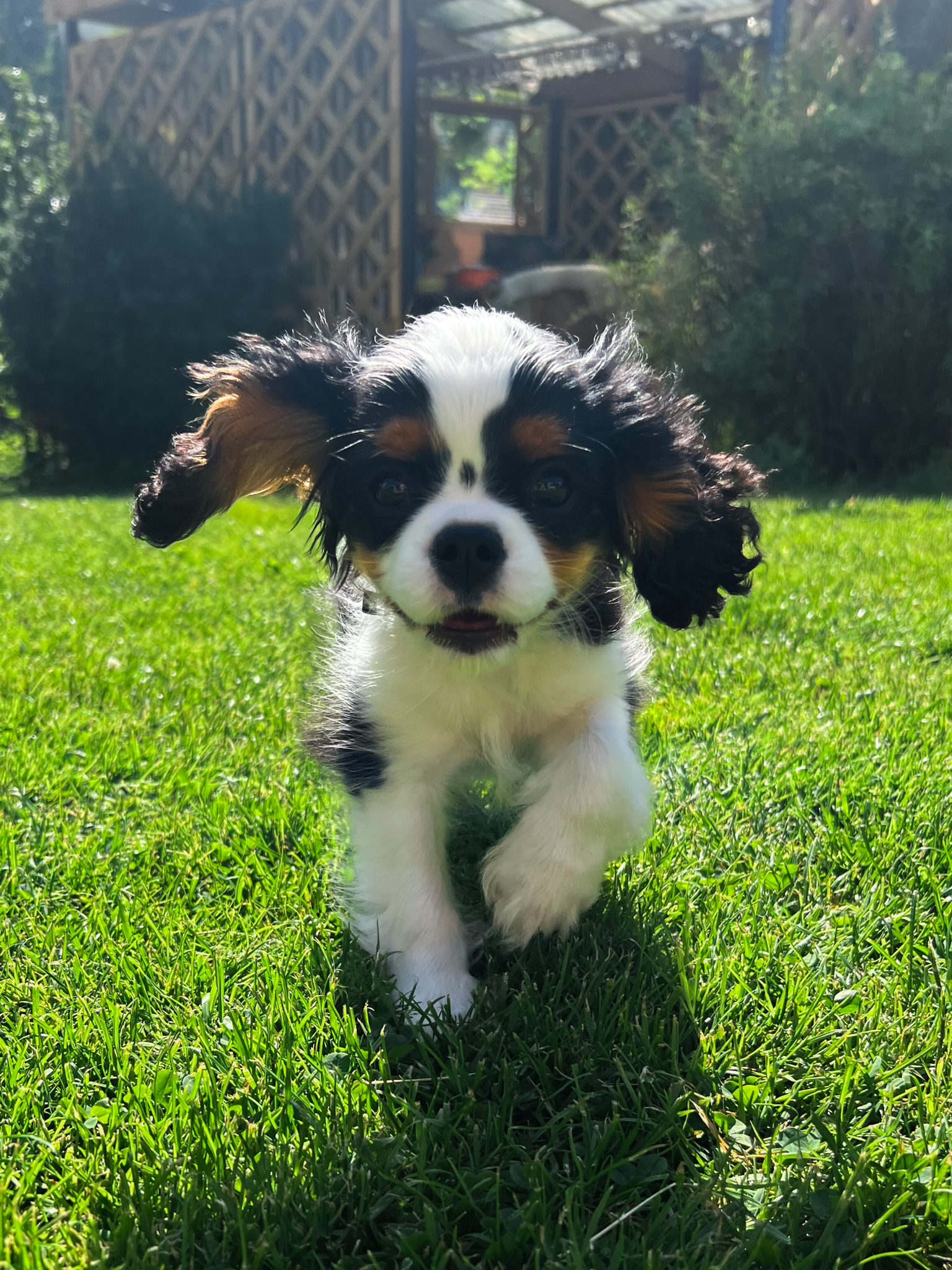 Meil on tulemas kutsikad!